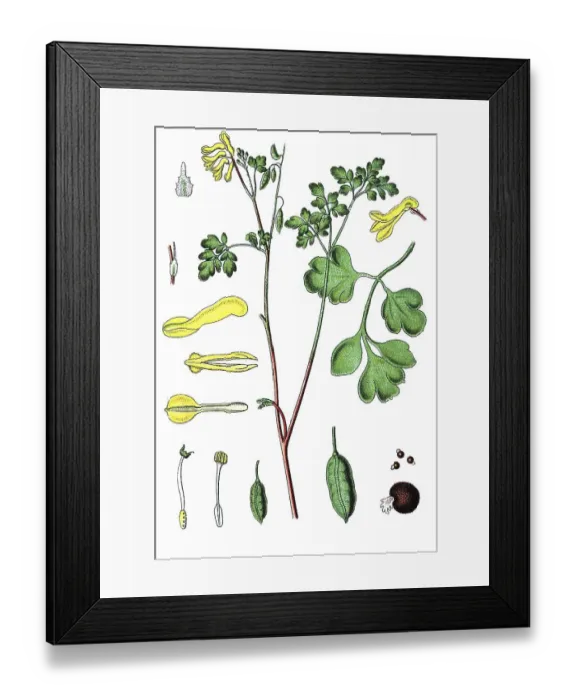 Framed Print : Yellow corydalis (Pseudofumaria lutea) Framed Print : Yellow corydalis (Pseudofumaria lutea)