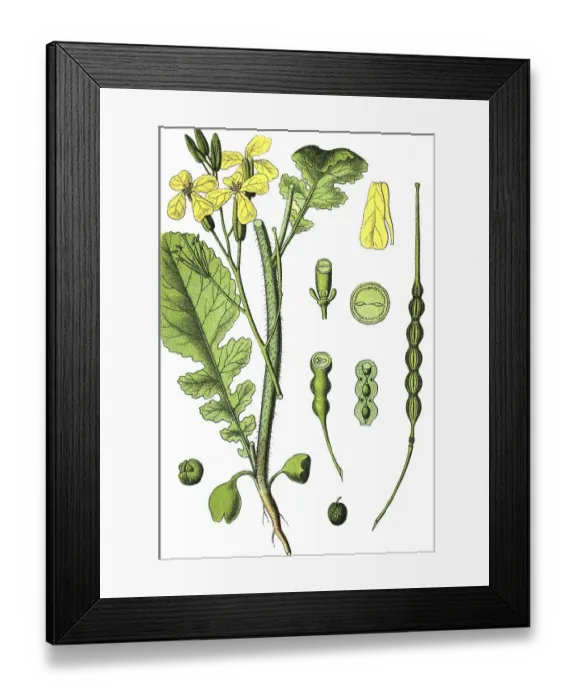 Framed Print : Wild radish, jointed charlock (Raphanus raphanistrum)