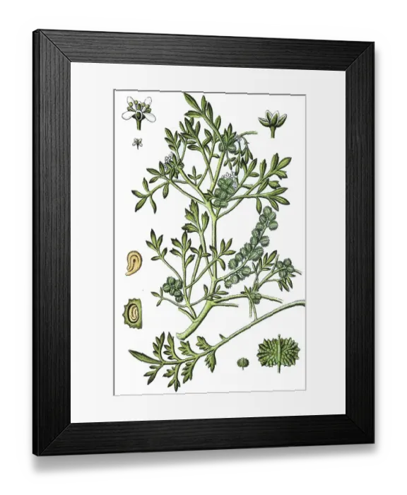 Framed Print : Swine-cress (Coronopus squamatus)
