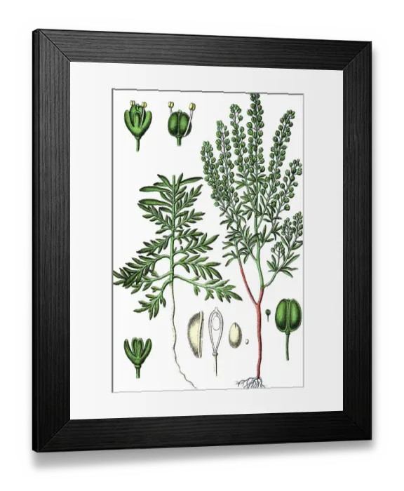 Framed Print : Narrow-leaved pepperwort (Lepidium ruderale)