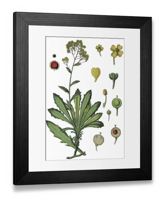 Framed Print : Basket of gold, Goldentuft alyssum (Aurinia saxatilis)
