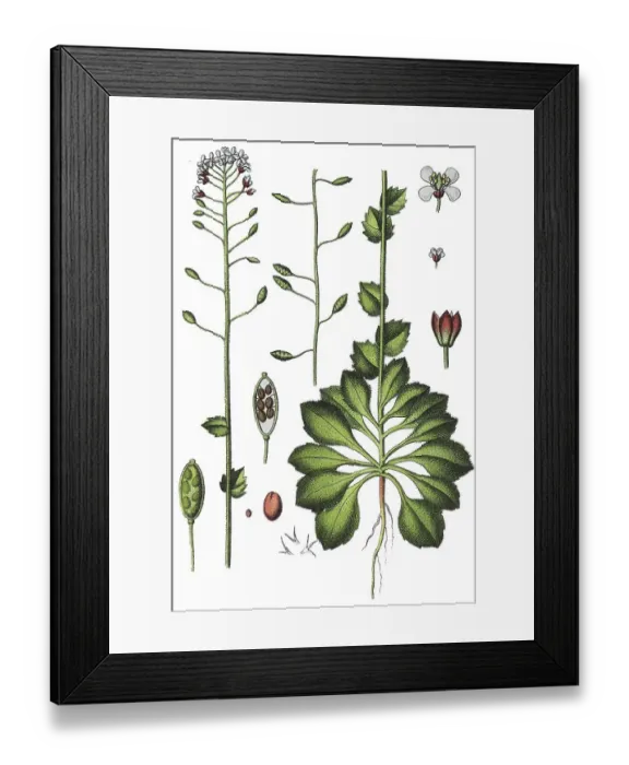 Framed Print : Wall whitlowgrass (Draba muralis)