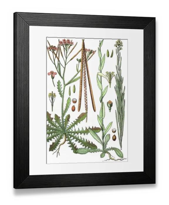 Framed Print : Sand Rock-cress (Cardaminopsis arenosa) on the left and Tower mustard (Arabis glabra) on the right