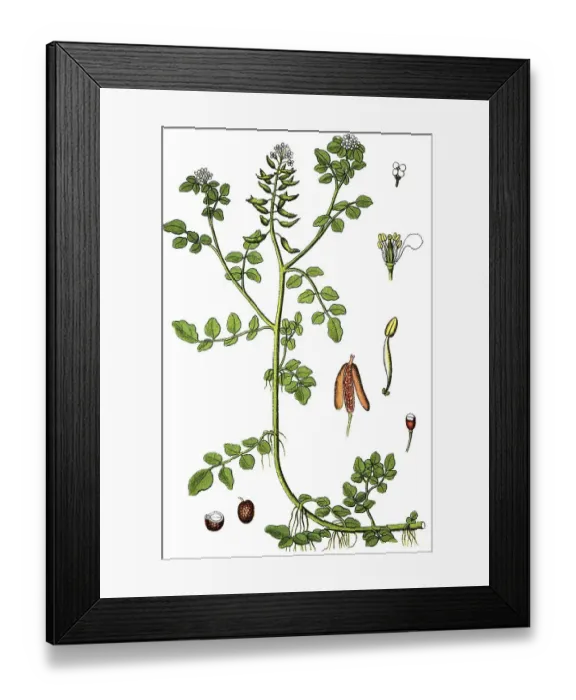 Framed Print : Watercress (Nasturtium officinale)