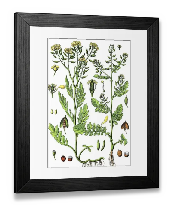 Framed Print : Basket of Gold, Goldentuft alyssum Framed Print : Basket of Gold, Goldentuft alyssum