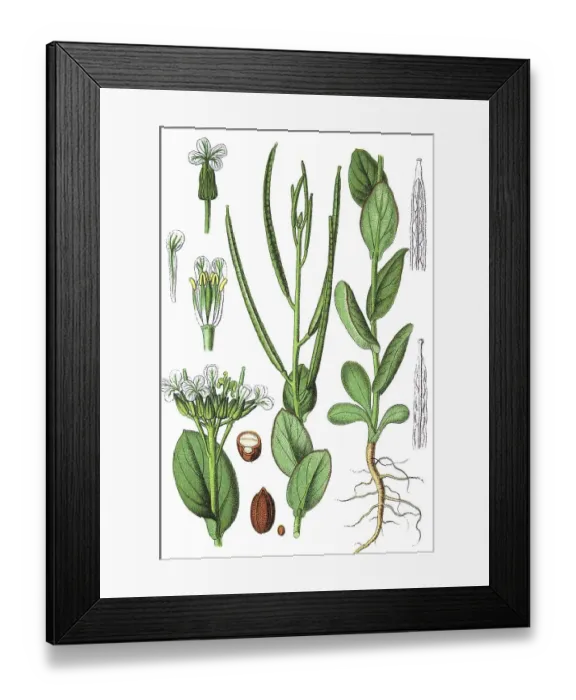 Framed Print : Hare's ear mustard (Conringia orientalis) Framed Print : Hare's ear mustard (Conringia orientalis)