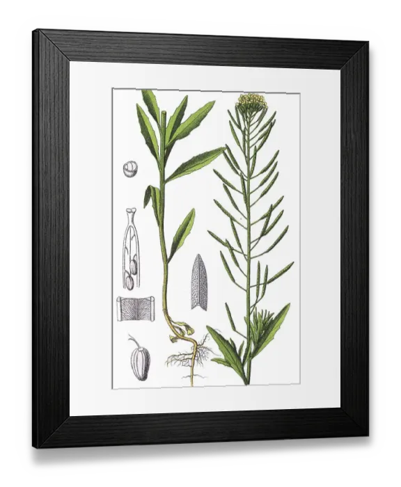 Framed Print : Treacle-mustard (Erysimum cheiranthoides) Framed Print : Treacle-mustard (Erysimum cheiranthoides)