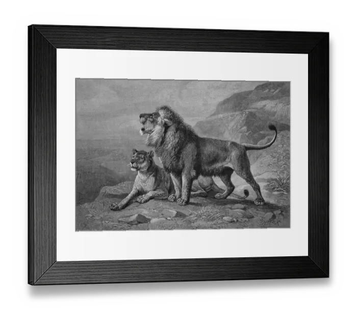 Framed Print : Lions (Panthera leo), woodcut, historical engraving
