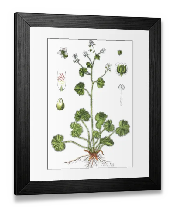 Framed Print : Round-leafed saxifrage (Saxifraga rotundifolia) Framed Print : Round-leafed saxifrage (Saxifraga rotundifolia)