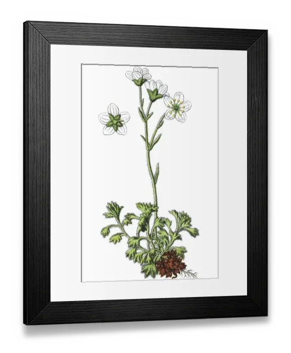 Framed Print : Tufted saxifrage (Saxifraga cespitosa)