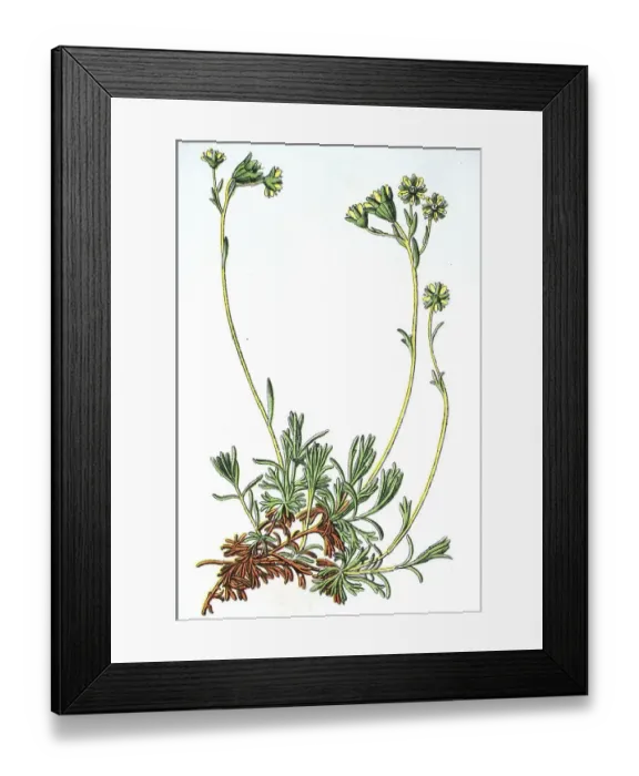 Framed Print : Musky Saxifrage (Saxifraga moschata)