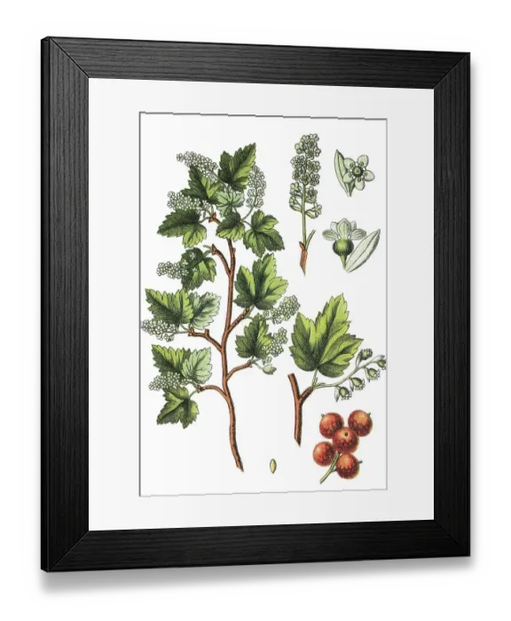 Framed Print : Alpine or Mountain Currant (Ribes alpinum)