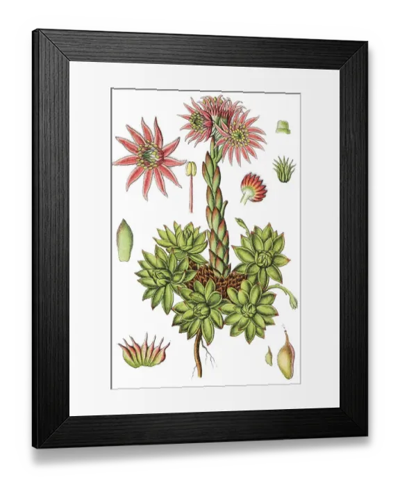 Framed Print : Mountain Houseleek (Sempervivum montanum)