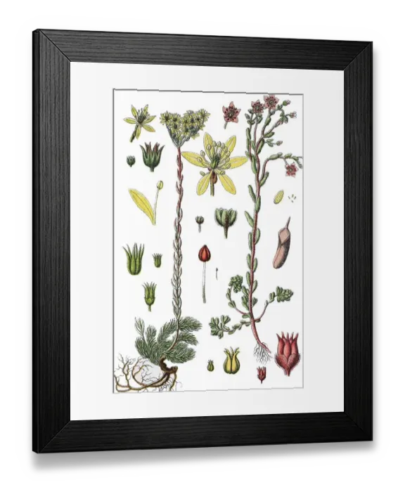 Framed Print : Reflexed stonecrop (Sedum rupestre)