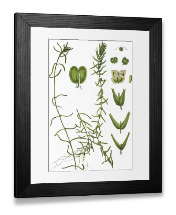 Framed Print : Intermediate Water Starwort (Callitriche hamulata) Framed Print : Intermediate Water Starwort (Callitriche hamulata)