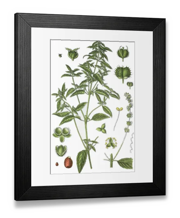 Framed Print : Annual Mercury (Mercurialis annua)