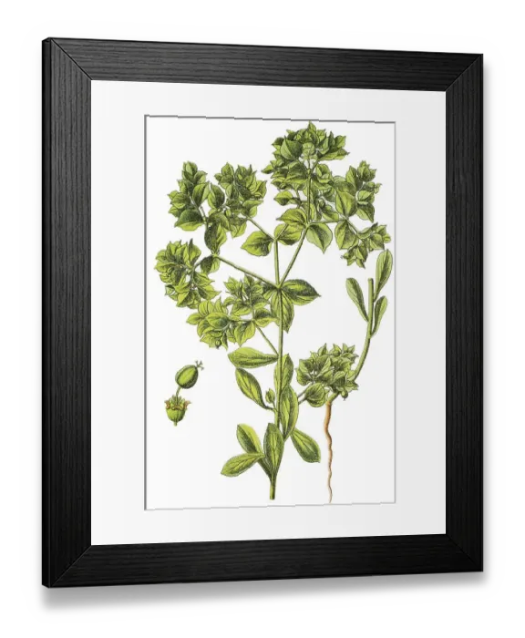 Framed Print : Crescent Spurge (Euphorbia falcata)