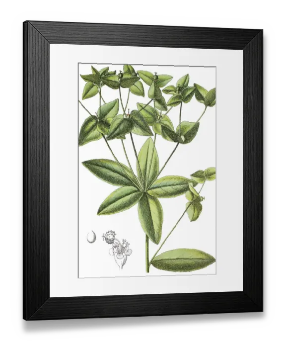 Framed Print : Spurge plant, (Euphorbia dulcis) Framed Print : Spurge plant, (Euphorbia dulcis)