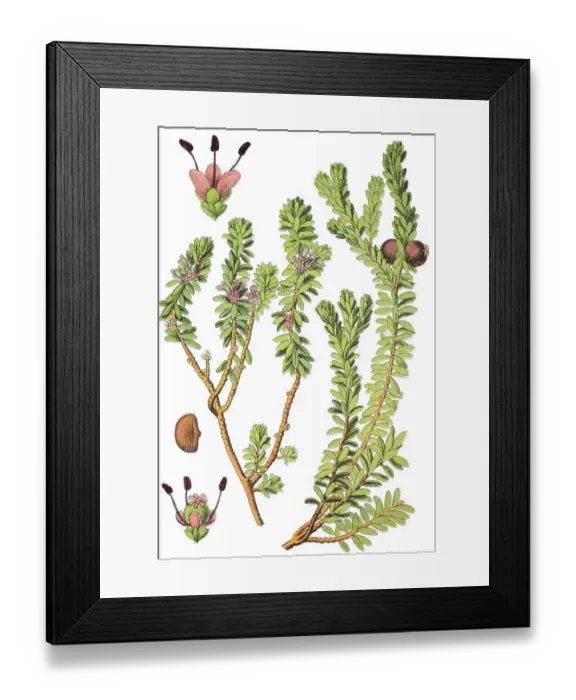 Framed Print : Black Crowberry (Empetrum nigrum) Framed Print : Black Crowberry (Empetrum nigrum)