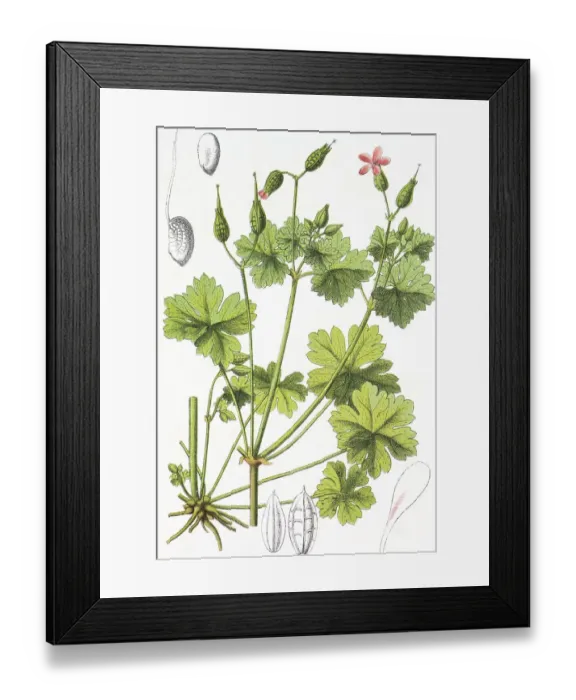 Framed Print : Shiny cranesbill or geranium (Geranium lucidum)