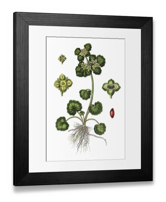 Framed Print : Alternate-leaved Golden Saxifrage (Chrysosplenium alternifolium)