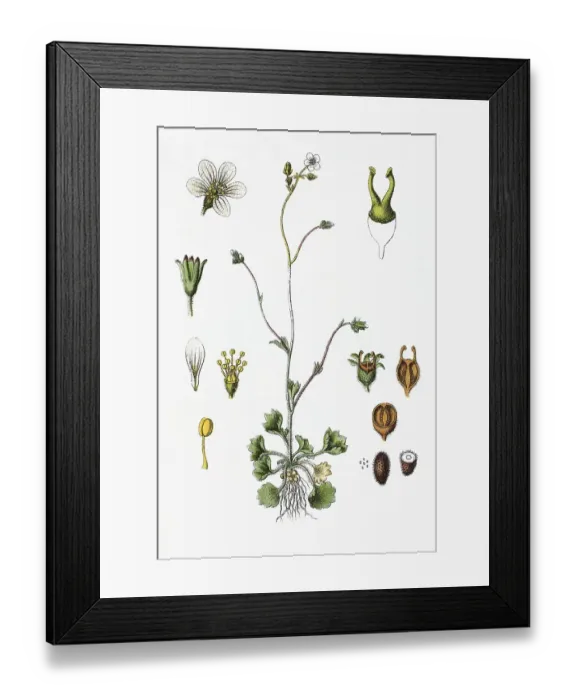 Framed Print : Meadow saxifrage (Saxifraga granulata)