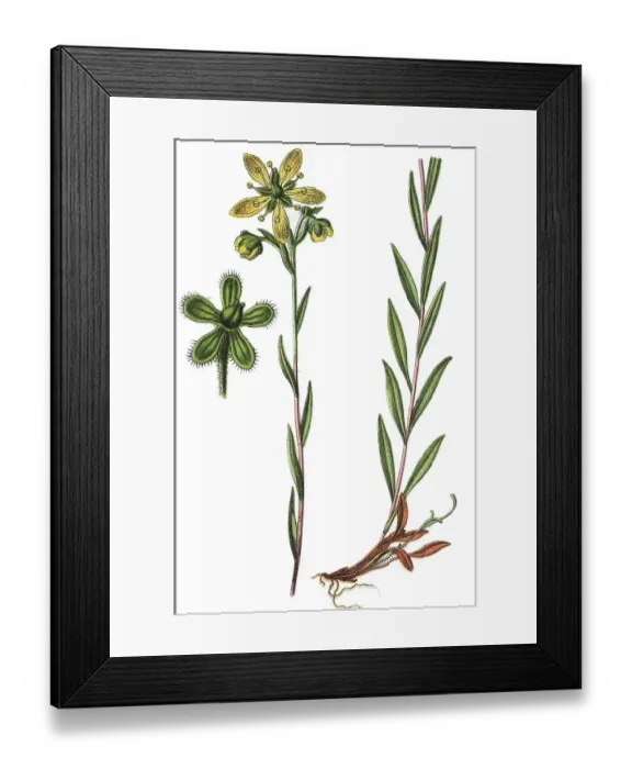 Framed Print : Yellow Marsh Saxifrage, Marsh Saxifrage or bog saxifrage (Saxifraga hirculus) Framed Print : Yellow Marsh Saxifrage, Marsh Saxifrage or bog saxifrage (Saxifraga hirculus)