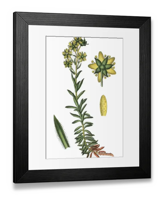 Framed Print : Yellow Mountain Saxifrage, Yellow Saxifrage (Saxifraga aizoides) Framed Print : Yellow Mountain Saxifrage, Yellow Saxifrage (Saxifraga aizoides)
