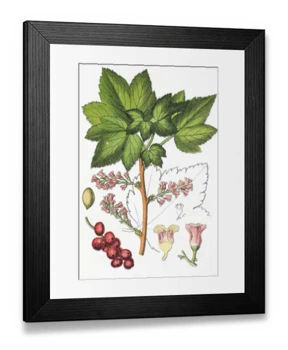 Framed Print : Currant (Ribes petraeum), medicinal and useful plant Framed Print : Currant (Ribes petraeum), medicinal and useful plant