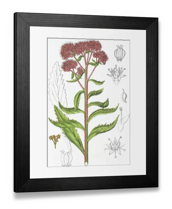 Framed Print : Orpine, Livelong, Frog's-stomach or Witch's Moneybags (Hylotelephium telephium) Framed Print : Orpine, Livelong, Frog's-stomach or Witch's Moneybags (Hylotelephium telephium)