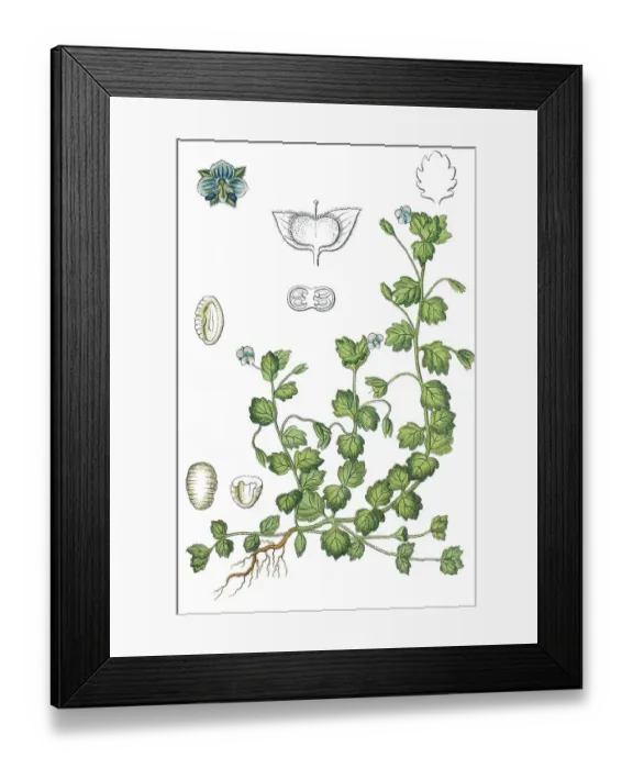 Framed Print : Grey field-speedwell (Veronica polita) Framed Print : Grey field-speedwell (Veronica polita)
