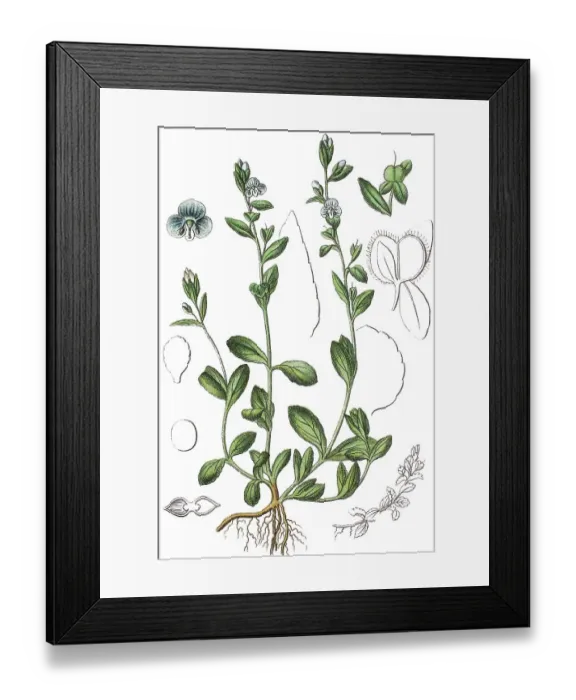 Framed Print : Thymeleaf or Thyme-leaved speedwell (Veronica serpyllifolia)