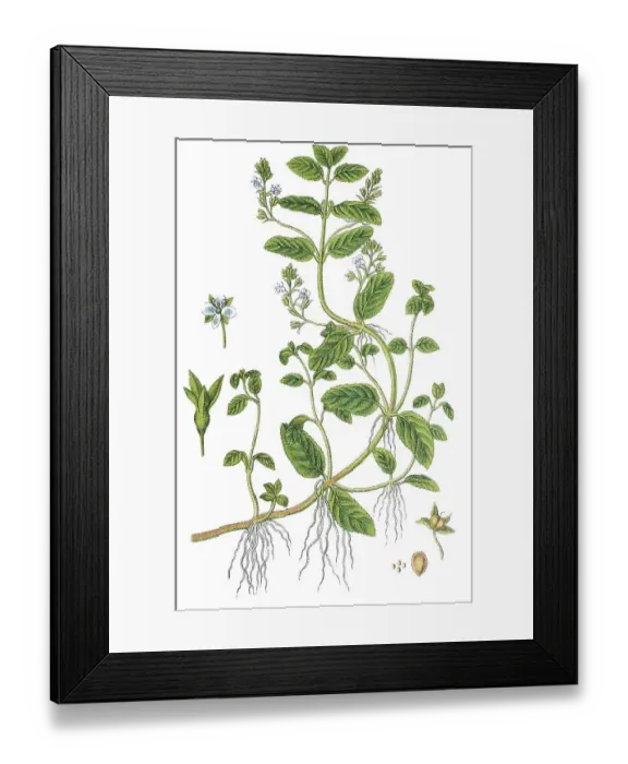 Framed Print : Brooklime, European speedwell (Veronica beccabunga)