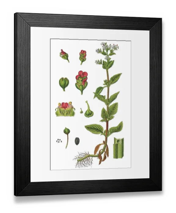 Framed Print : Green figwort or Water betony (Scrophularia umbrosa) Framed Print : Green figwort or Water betony (Scrophularia umbrosa)