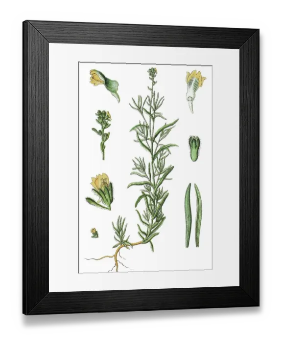 Framed Print : Little yellow toadflax (Linaria simplex) Framed Print : Little yellow toadflax (Linaria simplex)