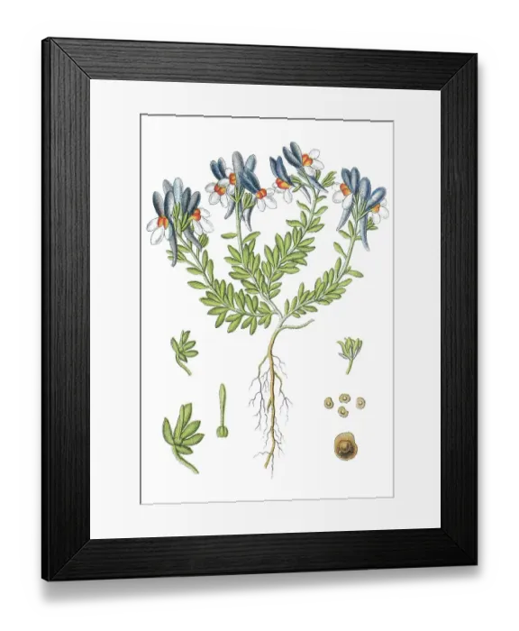 Framed Print : Alpine toadflax (Linaria alpina)