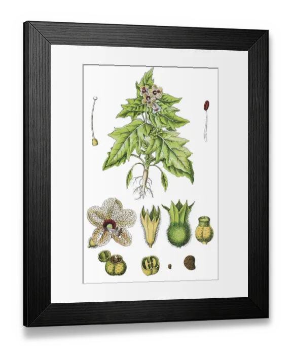 Framed Print : Stinking nightshade, or Black henbane (Hyoscyamus niger) Framed Print : Stinking nightshade, or Black henbane (Hyoscyamus niger)