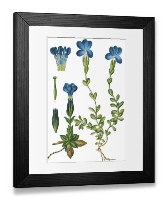 Framed Print : Bavarian gentian (Gentiana bavarica) left