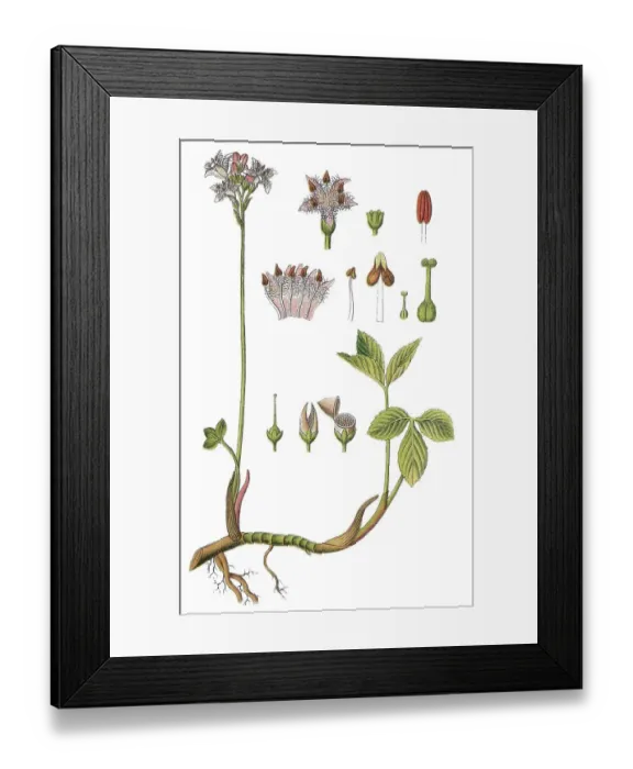 Framed Print : Bog-bean, or Buckbean (Menyanthes trifoliata)