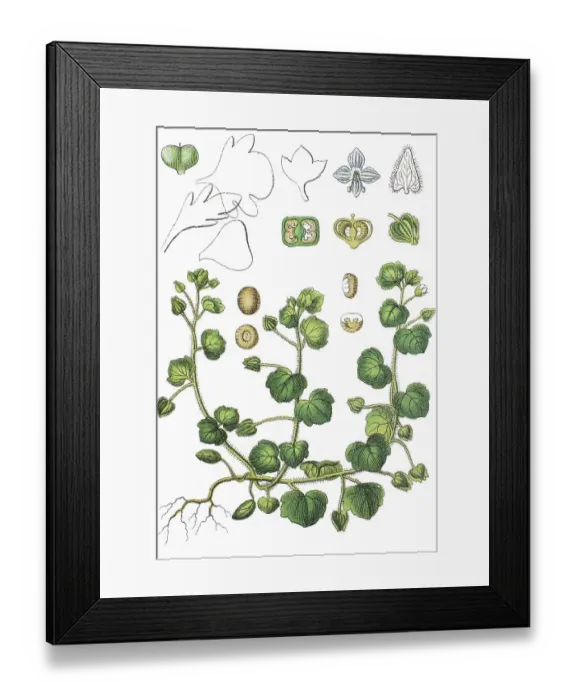 Framed Print : Ivy-leaved speedwell (Veronica hederifolia)