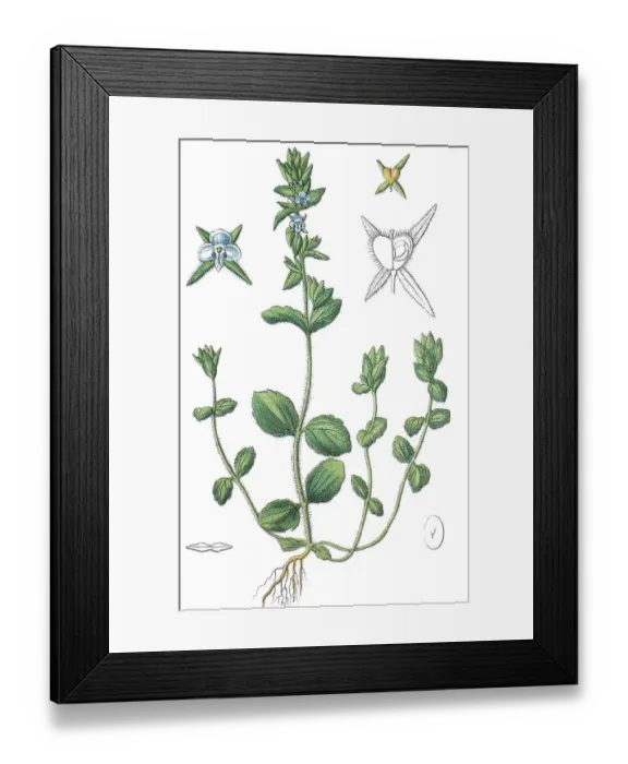 Framed Print : Corn speedwell, Common speedwell (Veronica arvensis)
