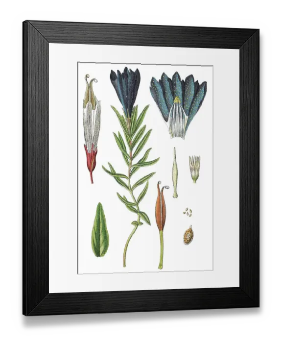 Framed Print : Marsh gentian (Gentiana pneumonanthe)