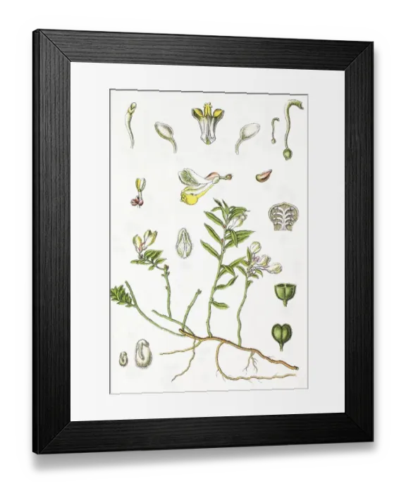 Framed Print : Shrubby milkwort (Polygala chamaebuxus)