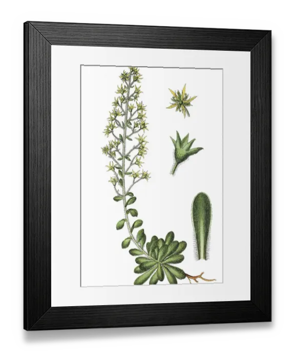 Framed Print : Saxifrage species (Saxifraga mutata) Framed Print : Saxifrage species (Saxifraga mutata)