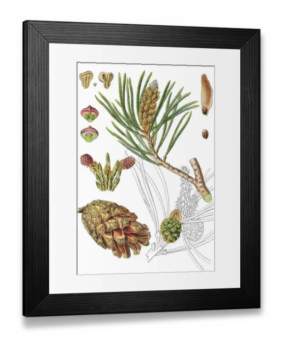 Framed Print : Scots pine (Pinus sylvestris), medicinal plant Framed Print : Scots pine (Pinus sylvestris), medicinal plant