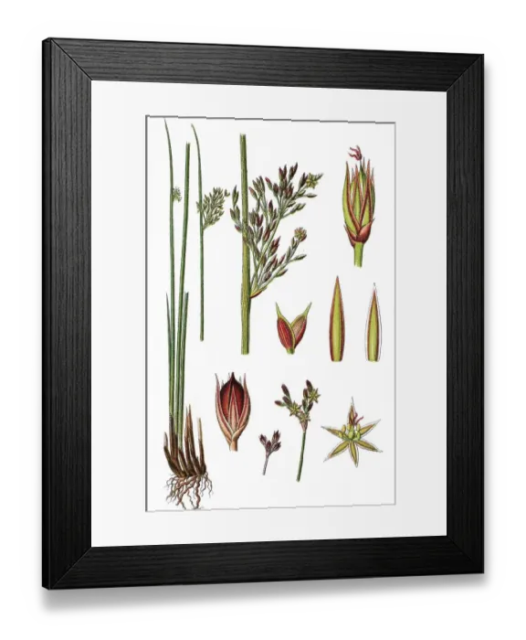 Framed Print : Hard rush (Juncus glaucus), medicinal plant Framed Print : Hard rush (Juncus glaucus), medicinal plant