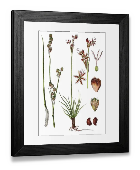 Framed Print : Heath rush (Juncus squarrosus)