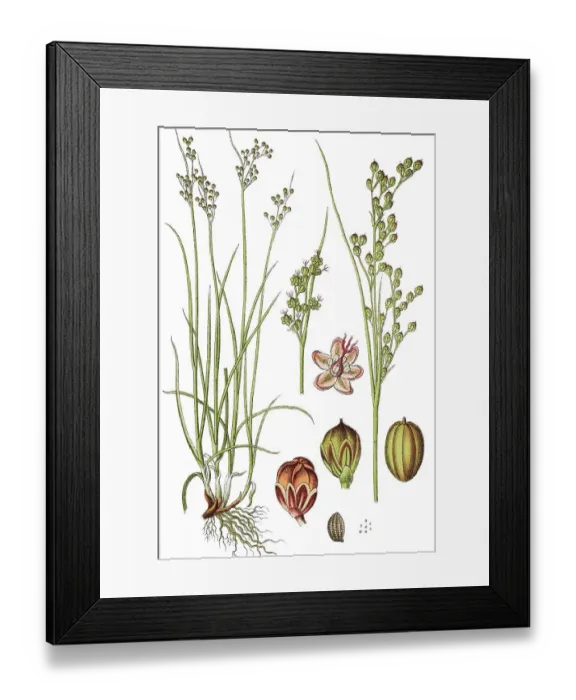 Framed Print : Round-fruited Rush (Juncus compressus) Framed Print : Round-fruited Rush (Juncus compressus)