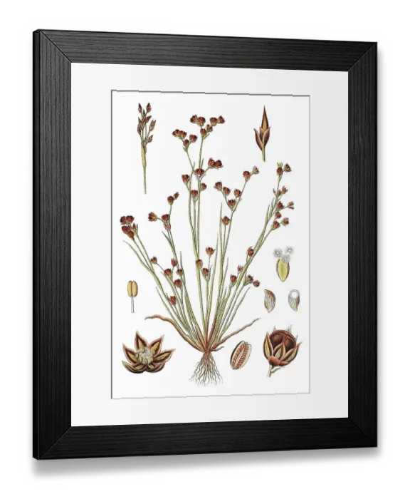 Framed Print : Sand rush (Juncus tenageia), medicinal plant Framed Print : Sand rush (Juncus tenageia), medicinal plant