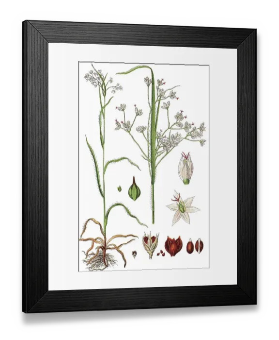 Framed Print : White Wood-rush (Luzula luzuloides)